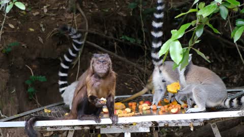 Lovely monkeys having dinner