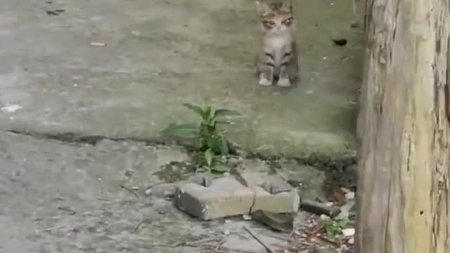 Poor cat. It doesn't even have a home