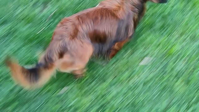 Braxton the Sausage goes on his morning walk