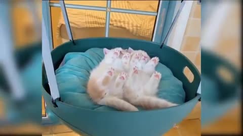 CATS will make you LAUGH YOUR - Funny CAT very good...