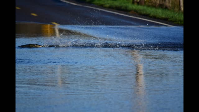 salmon swimming across roadway