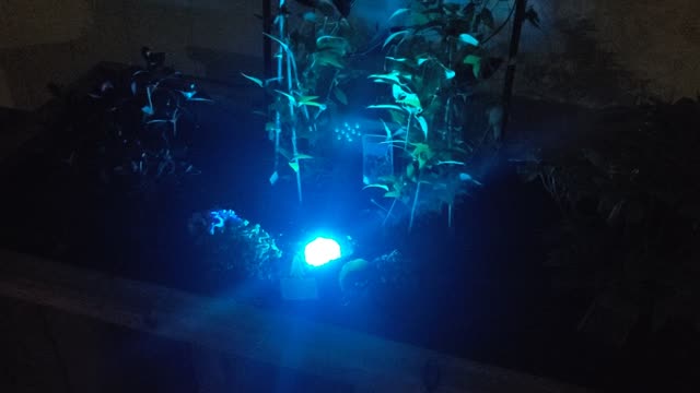 Night Lights in the garden