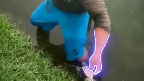 This is a beautiful and charming water-dwelling species