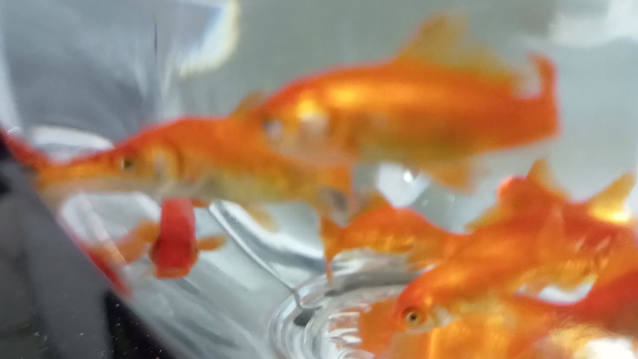 Fish in glass