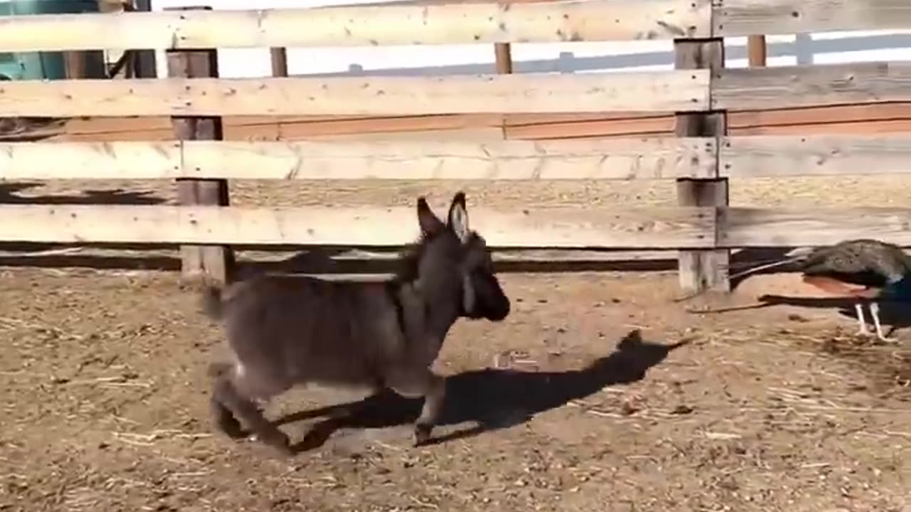 Funny animals 😄hub,funny animals club , 🤣, funny animals dancing 💃😄, funny animals fighting 😄