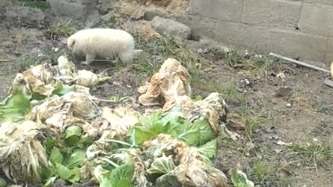 a country puppy