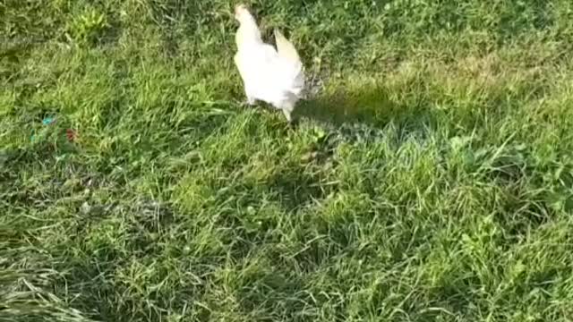 Chicken running