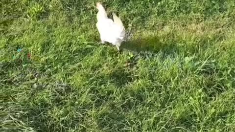 Chicken running