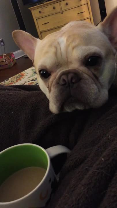 Bulldog Francés realmente adora su café