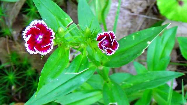 Sweet William