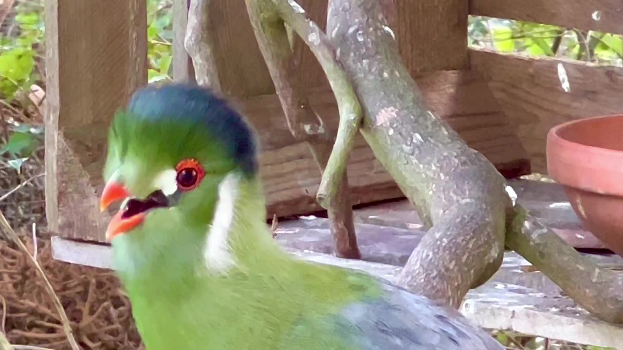 Turaco Bird has a strange calling sound