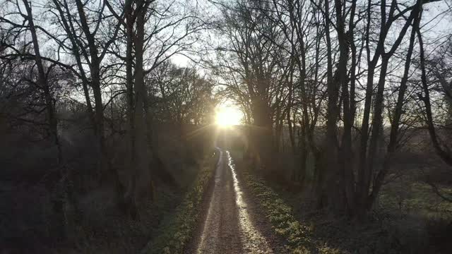 A Scenic View of a Beautiful Sunset in a Forest