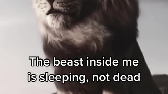 Lion give a motivational walk | Funny videos on tiktok