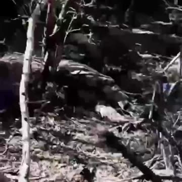 Front at the junction of Zaporozhye and the DPR is littered with the corpses of Ukrainian militants