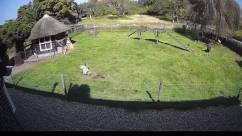 The heroic farm animals save the chicken friend