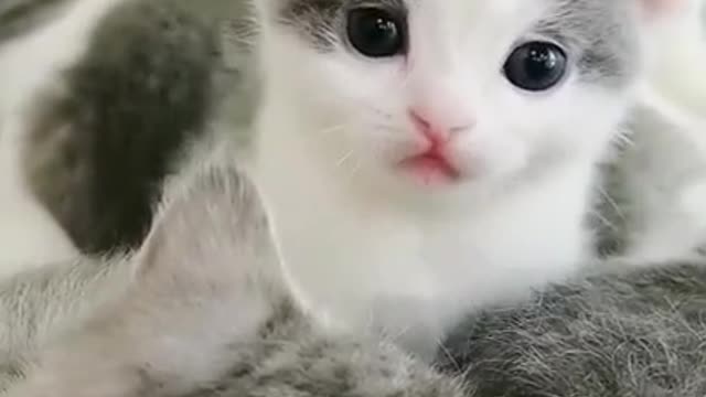 Little cat baby playing with human.