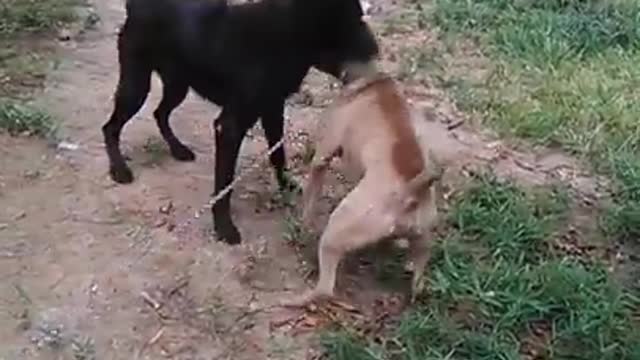 German Shepherd VS Pitbull (Dog Fight)