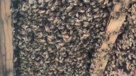 Huge Colony of Honey Bees Discovered in House