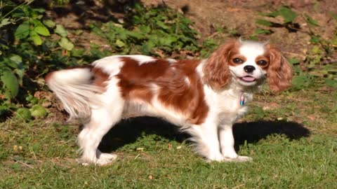 list of the most expensive dogs in the world # 2
