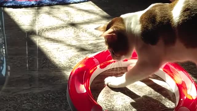 Cat playing with new circuit toy