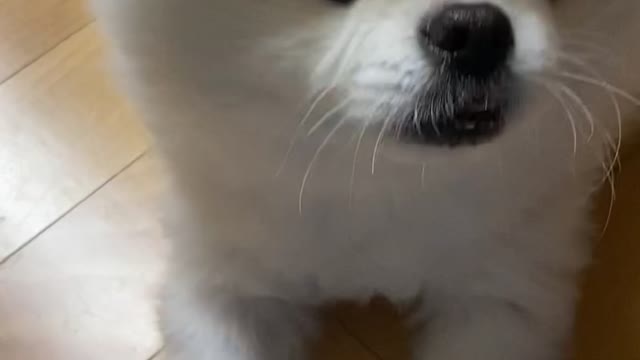A charming pomeranian
