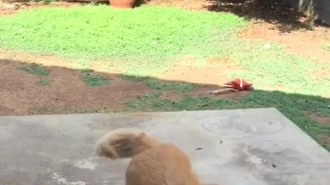 Dog is terrified of lawn mower.