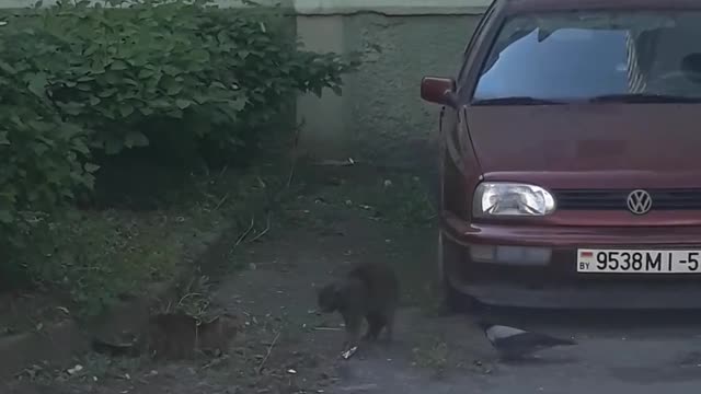 Courageous Crow Tries to Stop Feud Between Two Cats