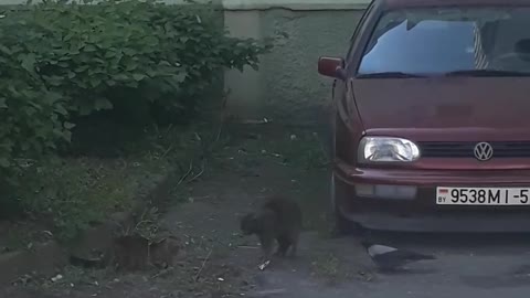 Courageous Crow Tries to Stop Feud Between Two Cats