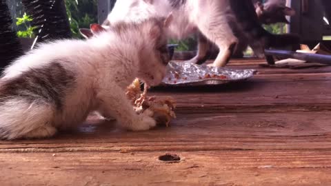 Kittens First Chicken Thigh