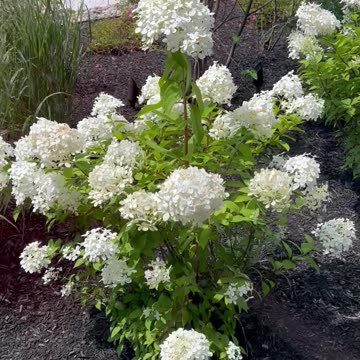 Very White Flowers