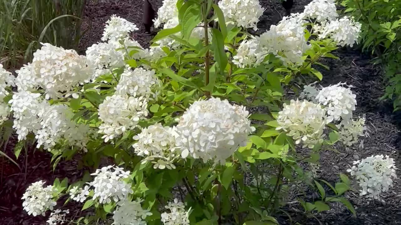 Very White Flowers