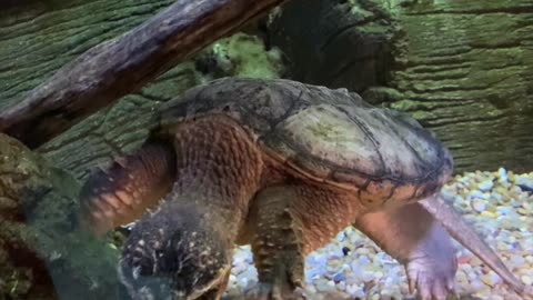 The Best Turtle Pokemon In Real Life