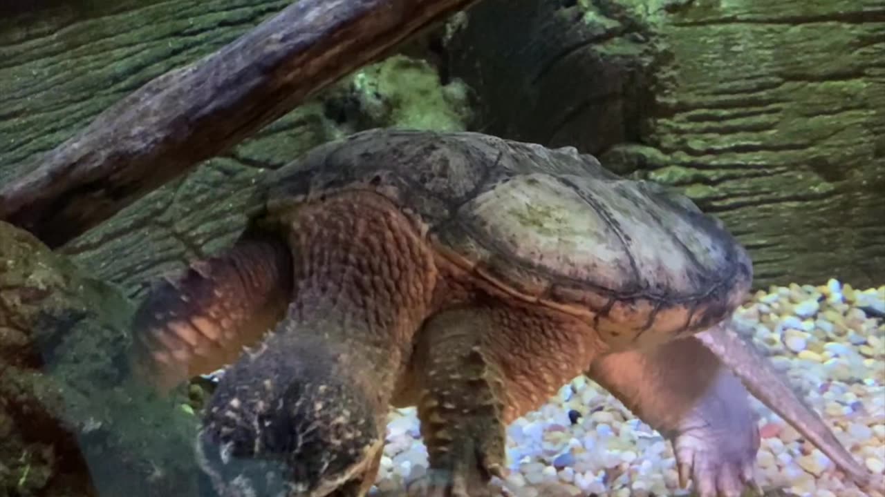 The Best Turtle Pokemon In Real Life