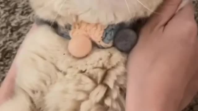 Funny cats say "Hello"