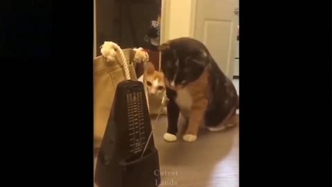 Funny cats