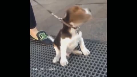 Funny dogs / Funny about animals