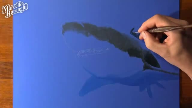Draw A Realistic Picture Of A Shark