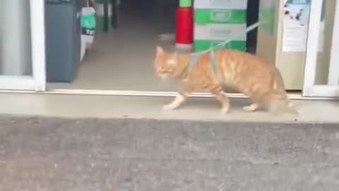 CAT WALK