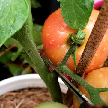Garden harvest from container gardening