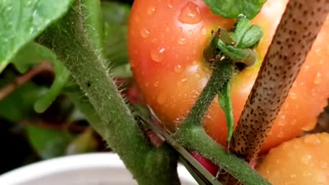 Garden harvest from container gardening