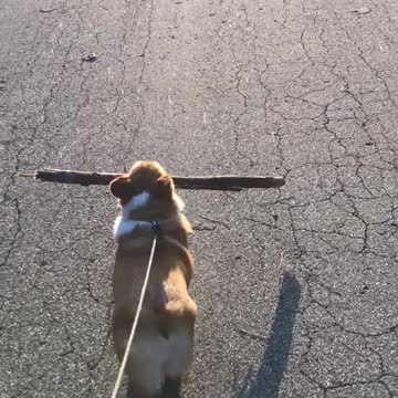Corgi carries large branch during walk