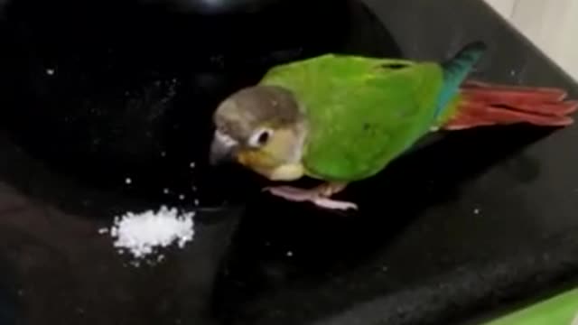 My pet parrot feeding sugar .