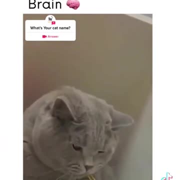intelligent cat 😺😺👏👏