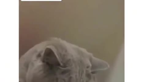 intelligent cat 😺😺👏👏