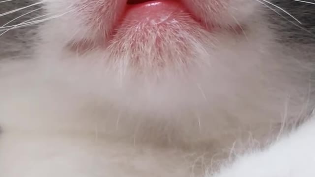 Funny cat you will like it....