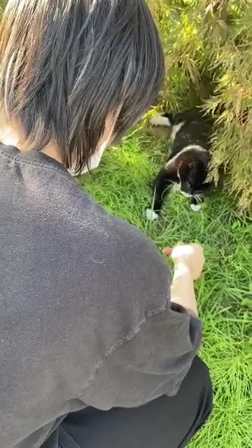 that cat looks like my pet cat but my pet cat is more phat