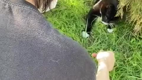 that cat looks like my pet cat but my pet cat is more phat