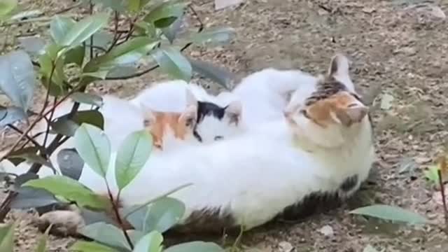 Why are cats and dogs cute when they are round? I am fat when I am round.