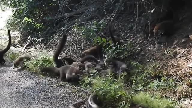 The battle to protect the land and the kind of the white-nosed coati from the snake