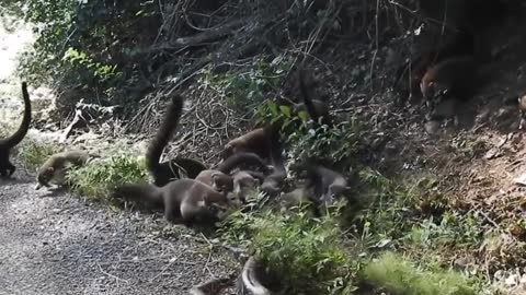 The battle to protect the land and the kind of the white-nosed coati from the snake